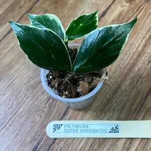 Hoya Polyneura Albo, outer variegated, rooted